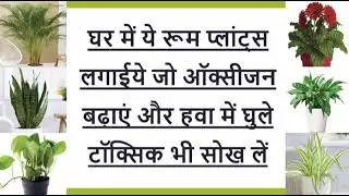 #HOMEOXYGEN #ROOMPLANT ROOM PLANTS WHICH INCREASE OXYGEN | घर मे लगाये ये ऑक्सिजन बढाने वाले प्लांट