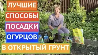 ТОП-3 СПОСОБА ПОСАДКИ ОГУРЦОВ В ОТКРЫТЫЙ ГРУНТ!