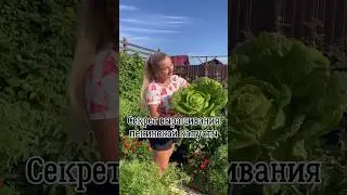 Выращивание пекинской капусты 🥬 от yana_sad_19