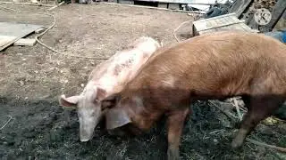 18+Это надо было видеть. Не смотря не  на что .Он это сделал