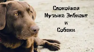 Для любителей Собак/Спокойная электронная музыка перед сном. Эмбиент. Поможет расслабиться.