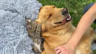 Golden Retriever’s Adorable Reaction To Tiny Kitten