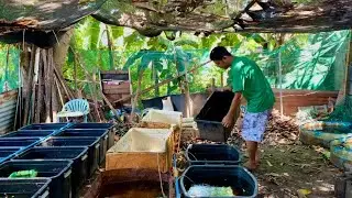 Sobrang BUSY sa ating maliit na Mini FISH FARM