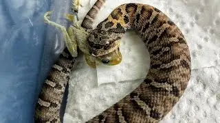 Baby Eastern Hognose Eats a Cuban Tree Frog Plus More