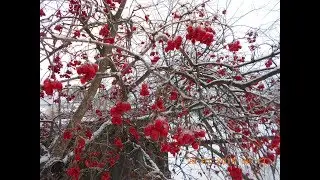 КАЛИНА КРАСНАЯ,КАЛИНА ГОРЬКАЯ
