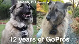 GoPro HERO12 w Max Lens Mod Dog POV Cam
