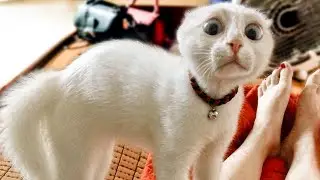 😂 Funniest Cats 😸 And 🐶 Dogs -  Funny And Cute Pet Videos
