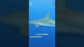 Самый быстрый хищник в океане #shorts