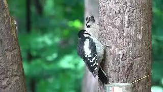 Про дятлов / About woodpeckers