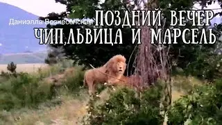 ЧИП - НАРУШИТЕЛЬ спокойствия! Львы и сумерки. Тайган. Life of lions.Taigan.