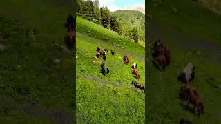 Дикая природа во время поиска монет