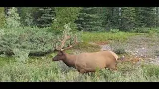 Beautiful Elk in Jasper