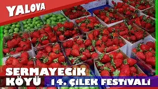 Halil Erdoğan / #SERMAYECİK #ÇİLEK #FESTİVALİ #YALOVA