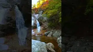 Colorful autumn forest waterfall and birds relaxing sound #Shorts