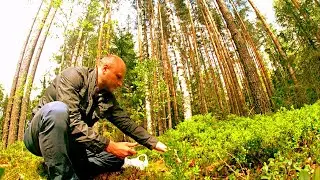 Грибы в мае попёрли - нашел грибное место! Весенний лес удивляет грибника - Грибы 2021