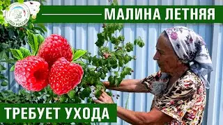 Уход за малиной летней. Болезни и вредители малины.