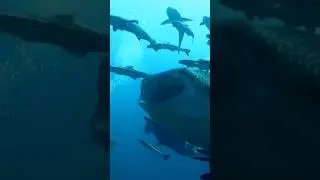 A Megalodon Menu 🦈 #shorts #wildlife #animals #nature