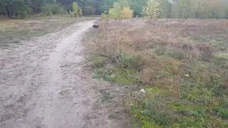 Безумная собака гоняется за дроном.  Жесть.