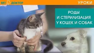 РОДЫ И СТЕРИЛИЗАЦИЯ  У КОШЕК И СОБАК