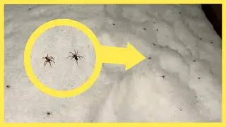 A Snowbank Full of Spiders? Its Creepy and its Real