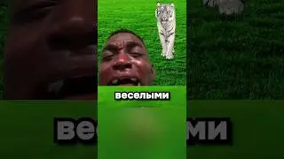 Усатый полосатый