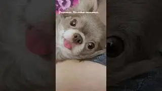 Филимоша. Не любит сниматься.