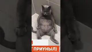 снимай видео с котиками и будет много просмотров