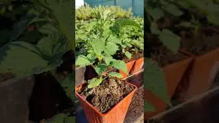 Малина Пшехиба. Саженцы ЗКС.