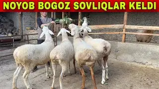 AHMADBOYGA NOYOB BOGOZ SOVLIQLAR VA QOCHQORLAR KELDI