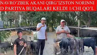 NAVRO’ZBEK AKANI O’SHA MASHXUR D PARTIYA BUQALARI KELDI QIRG’IZSTON NORIN SHVES BUQALARI