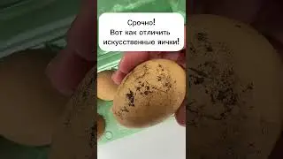 Вот как отличить искусственные яйца! 
