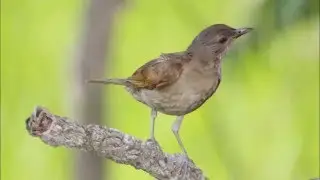 Canto do Sabiá Pardo Pardão