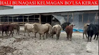HALI BUNAQASI KELMAGAN BO’LSA KERAK O’TA UDAR BUQALAR KELDI JUDA BAQUVVAT BUQALAR KELDI