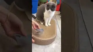 Pet hair cleaner 
