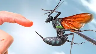 STUNG by a GIANT Tarantula Hawk!