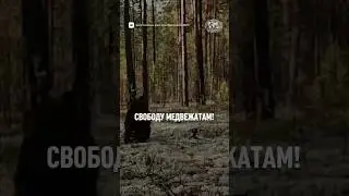 🥺Милая и очень добрая новость #природа #животные #природароссии #медведи