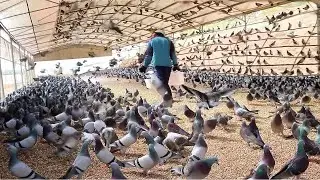 How Pigeons Farm Make Million Eggs and Meat - Inside Modern Organic Pigeons Farm