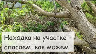 Сад-огород. Июнь.Сажаю помидоры. Вывозим крупногабаритный мусор Ещё одна находка на участке. Наш дом
