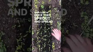 Growing Spinach from Seed