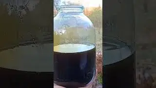 Каштановый Мёд 🍯