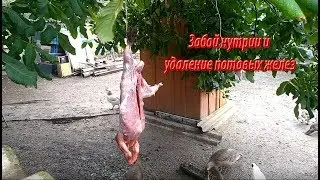 ЗАБОЙ НУТРИИ И УДАЛЕНИЕ ПОТОВЫХ ЖЕЛЕЗ.