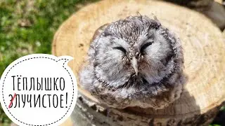 Boreal owl Chuchundry basking in the sun. The owl melted a little