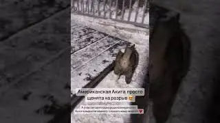 Ам Акита щенки продажа/резерв т. +79257728624 мос область 