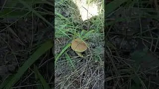 белый