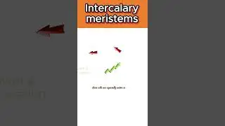 Intercalary meristem🌱🌾 #shorts #ytshorts #bioscholar