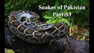 Snakes of Pakistan l Pakistani snakes l Part:03