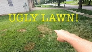 How to treat for brown patch in the lawn
