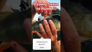 РАЗМЕР ОКУНЯ НА ИШИМЕ!!!