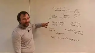 Эффект Слоненка и большая ложь психологии. Почему побег в свободу не работает.