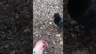 Голуби у моря